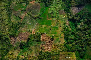 Kokafeld in Bolivien