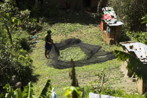 Koka Ernte in Bolivien