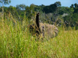 Waldelefant im Kongo