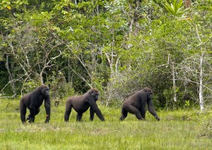 Gorillas beobachten wie sie Gräser ausreißen