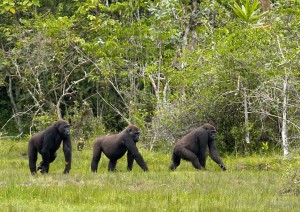 Gorillas beobachten wie sie Gräser ausreißen 