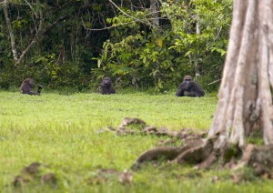 Gorillas beobachten wie sie Gräser ausreißen 