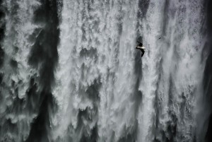 Seagul at Waterfall Seagul at Waterfall
