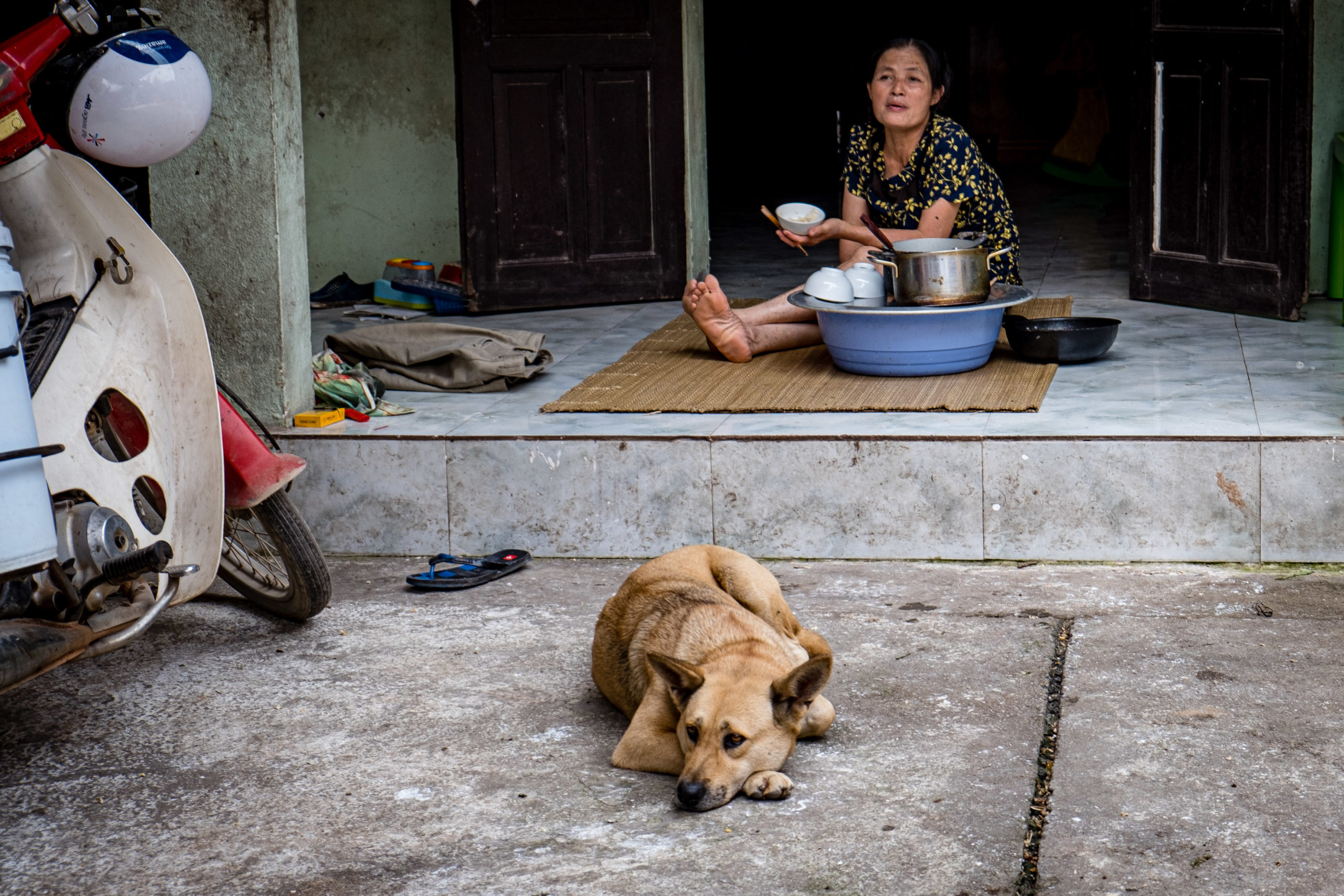 dog travel to vietnam