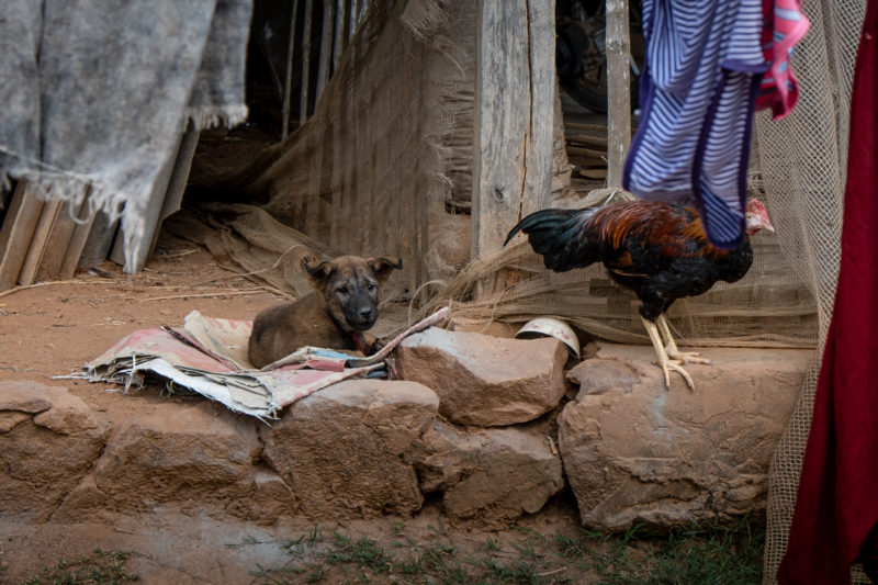 dogs of Vietnam