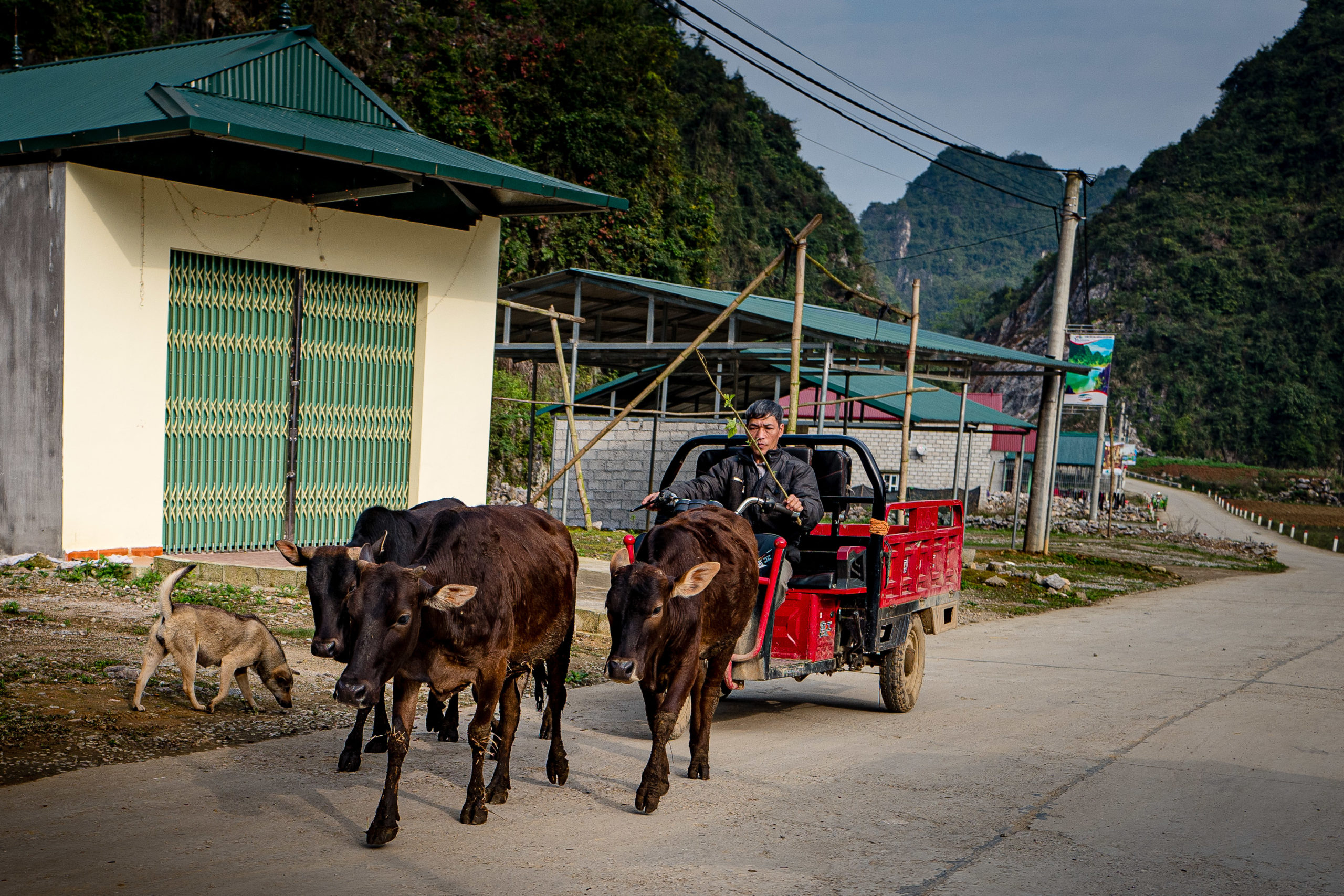 dog travel to vietnam